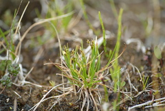 Carex capillaris fuscidula
