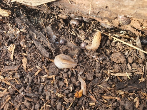 Ambigolimax