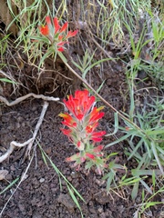 Castilleja affinis affinis