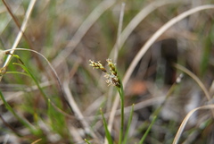 Carex capillaris fuscidula