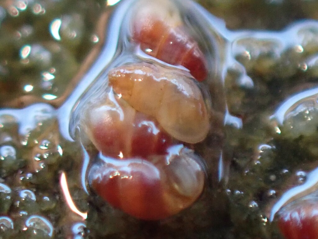 Anabathron hedleyi