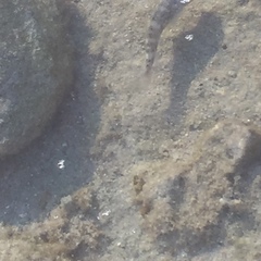 Mauligobius maderensis