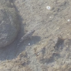 Mauligobius maderensis