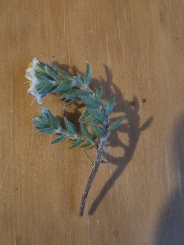 Pimelea lyallii observed 2025-12-09