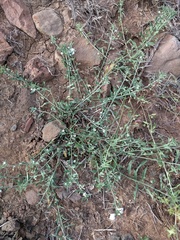 Convolvulus simulans