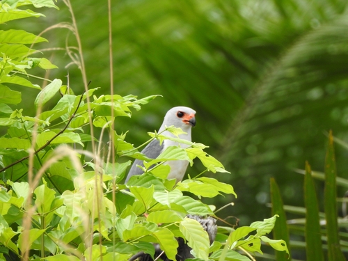 Accipiter poliocephalus observed 2025-12-08