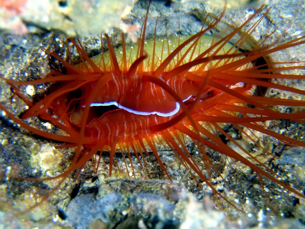 Disco Clam