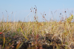 Carex capillaris fuscidula