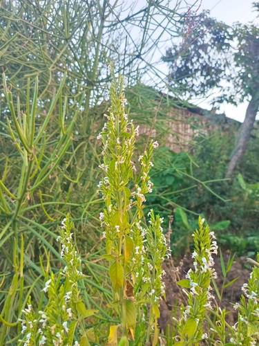 White Ribbon Flower