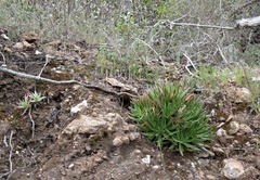 Dudleya virens insularis