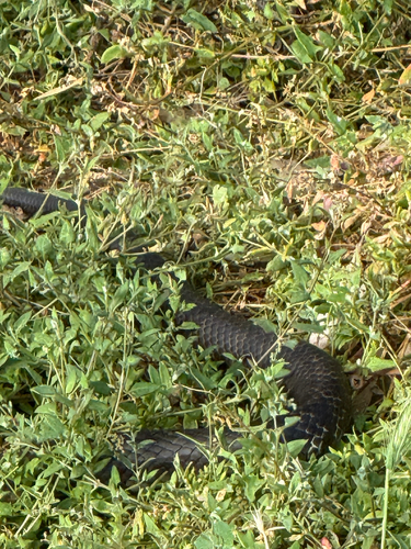 Tiger Snake sighting