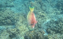 Chlorurus strongylocephalus