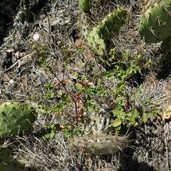Euphorbia spathulata
