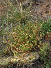 Euphorbia spathulata