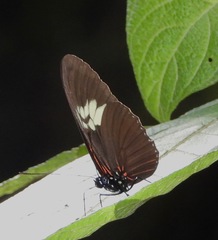 Heliconius xanthocles