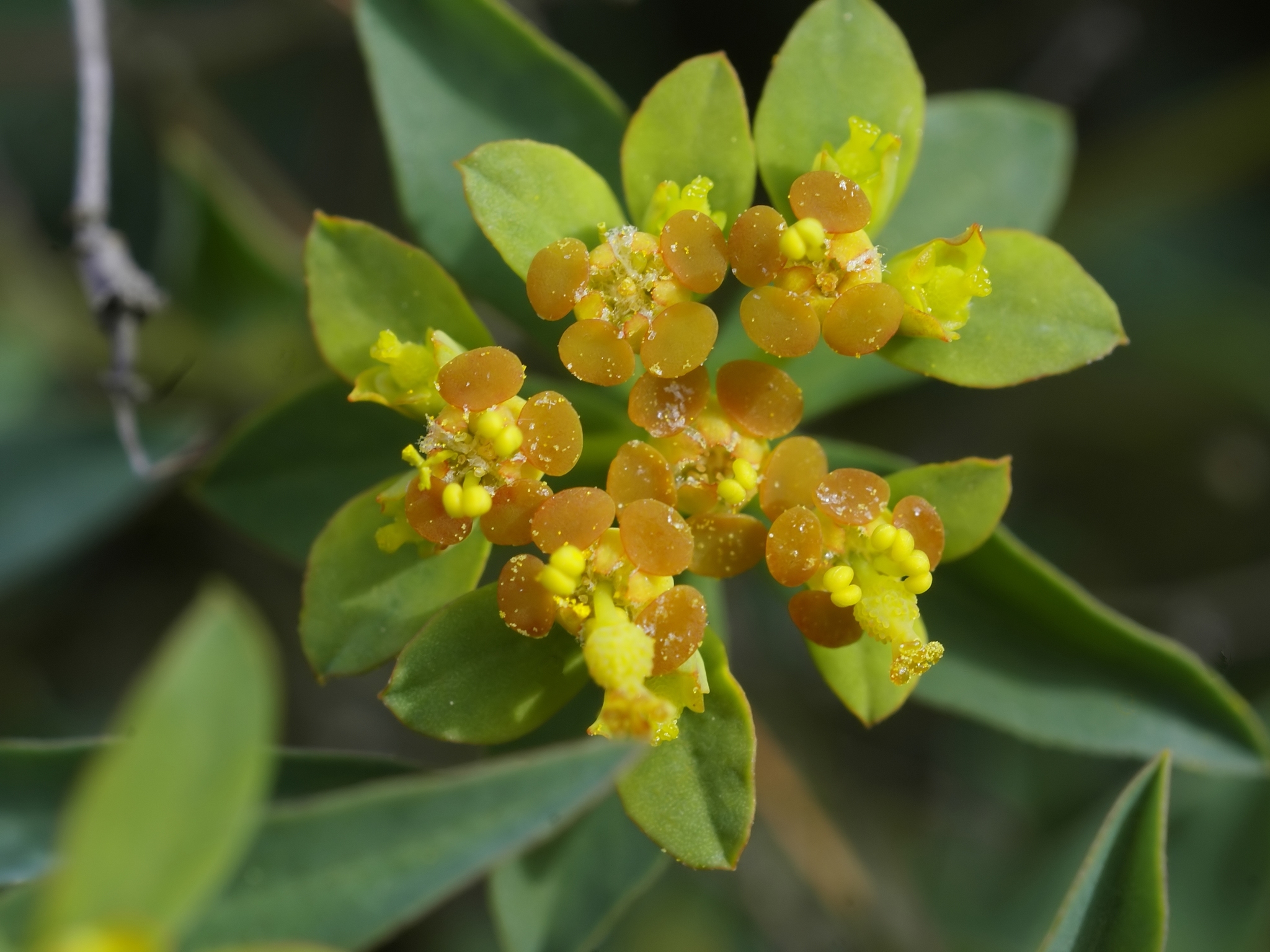 Euphorbia flavicoma