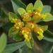 Euphorbia flavicoma - Photo (c) bathyporeia,  זכויות יוצרים חלקיות (CC BY-NC-ND)