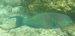 Chlorurus strongylocephalus