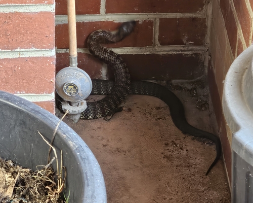Tiger Snake sighting