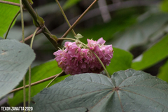 Dombeya × cayeuxii