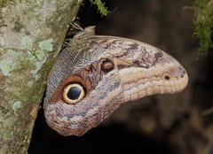 Caligo oileus