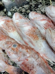 Slender Rockfish photo 2