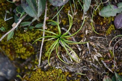 Land Quillwort (Isoetes histrix)