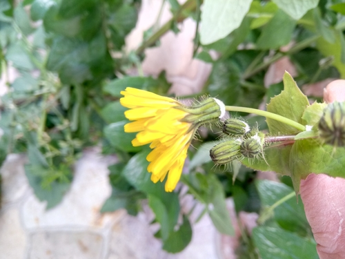 Sonchus tenerrimus iNat (3)