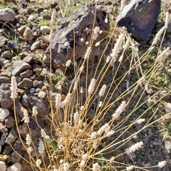 Plantago patagonica