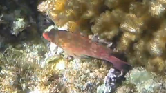 Cirrhitichthys oxycephalus