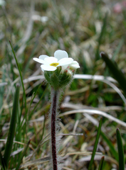 Androsace chamaejasme