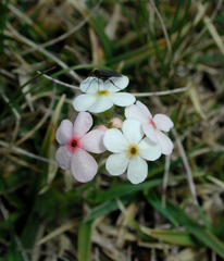 Androsace chamaejasme