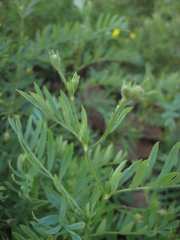 Sibbaldianthe bifurca