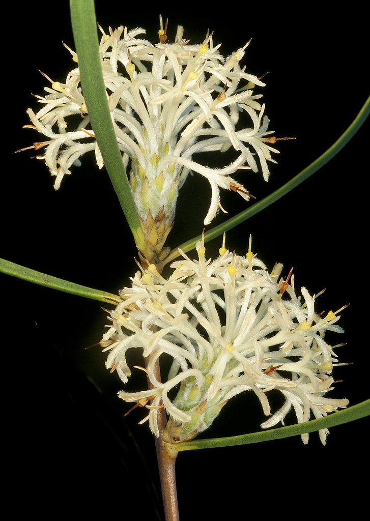 Petrophile heterophylla