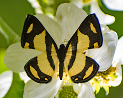 Baeotis zonata zonata