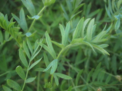 Sibbaldianthe bifurca