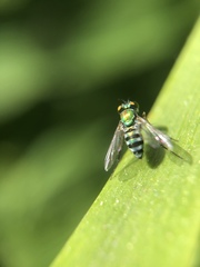 Condylostylus pruinosus