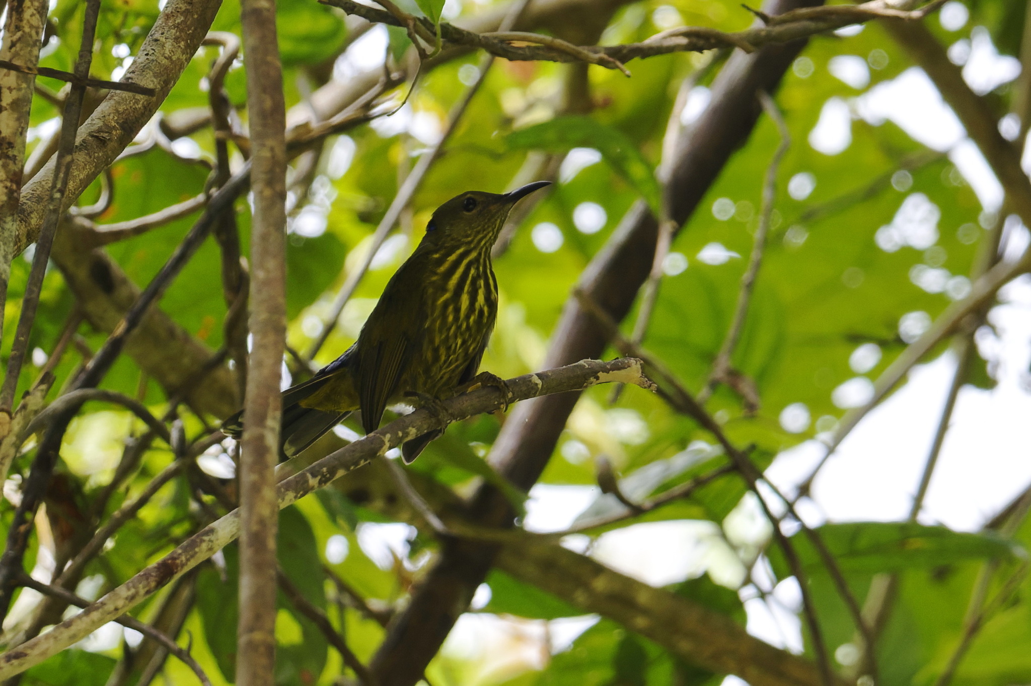 Purple-naped Spiderhunter