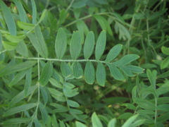 Sibbaldianthe bifurca