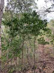 Aspidosperma polyneuron