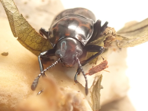 Triplatoma macleayi