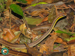 Echinanthera cephalostriata
