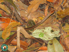 Echinanthera cephalostriata