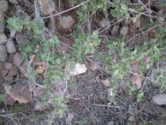 Malacothamnus fasciculatus catalinensis