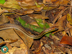 Echinanthera cephalostriata