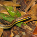 Head-striped Leaf-litter Snake - Photo (c) Diogo Luiz, some rights reserved (CC BY-SA), uploaded by Diogo Luiz