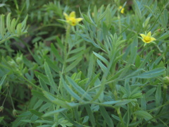 Sibbaldianthe bifurca