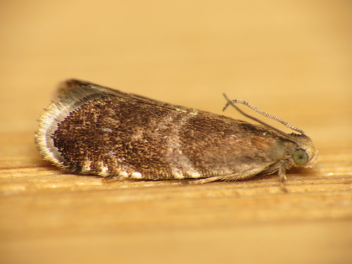 Little Beech Piercer