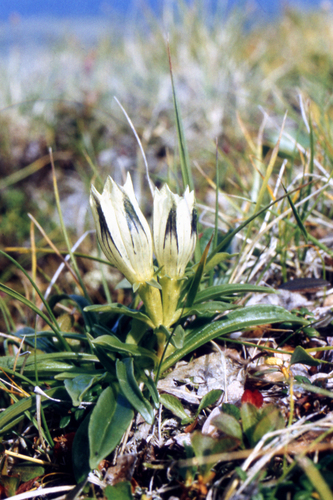 Arctic Gentian (Gentiana algida)