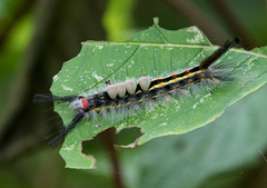 Orgyia leucostigma intermedia